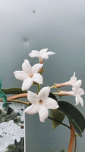 Load image into Gallery viewer, Stephanotis Floribunda