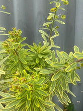 Load image into Gallery viewer, Euphorbia Ascot Rainbow 140mm