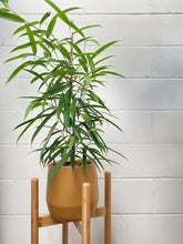 Load image into Gallery viewer, Ficus Alii