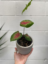 Load image into Gallery viewer, Caladium 'pink Lady' 100mm