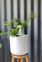 Load image into Gallery viewer, Finger Lime 'alstonville' 165mm