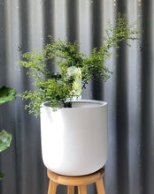 Load image into Gallery viewer, Finger Lime 'gold Pearl' 165mm