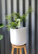 Load image into Gallery viewer, Finger Lime 'green Saphire' 165mm