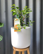 Load image into Gallery viewer, Citrus Splitzer 165mm