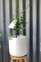 Load image into Gallery viewer, Finger Lime 'little Ruby' 165mm