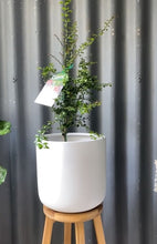 Load image into Gallery viewer, Finger Lime 'byron Sunrise' 165mm