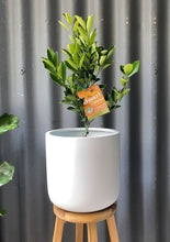 Load image into Gallery viewer, Calamondin Dwarf 'green'