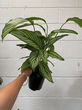 Load image into Gallery viewer, Calathea Vittata