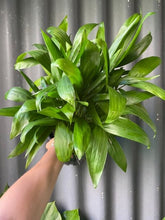 Load image into Gallery viewer, Chamaedorea Seifrizii 200mm