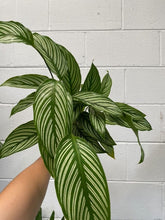Load image into Gallery viewer, Calathea Vittata