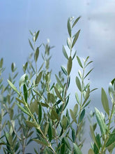 Load image into Gallery viewer, Olive Manzanillo Std 330mm