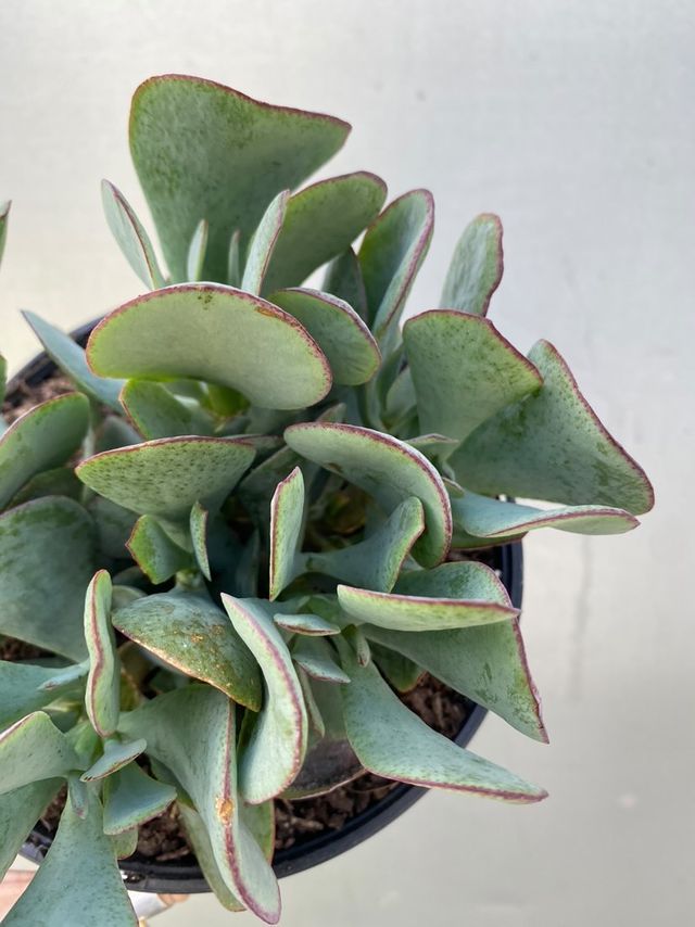 bluebird jade plant Crassula 'bluebird' – Botanica Lane