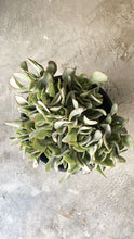 Load image into Gallery viewer, Crassula 'bluebird'