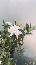 Load image into Gallery viewer, Gardenia Radicans