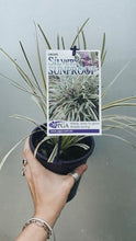 Load image into Gallery viewer, Liriope 'silvery Sunproof' 140mm