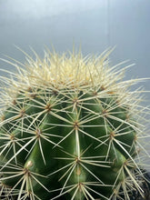 Load image into Gallery viewer, Golden Barrel Cactus