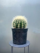 Load image into Gallery viewer, Golden Barrel Cactus
