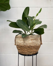 Load image into Gallery viewer, Ficus Benghalensis 'audrey'