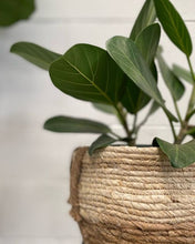 Load image into Gallery viewer, Ficus Benghalensis 'audrey'