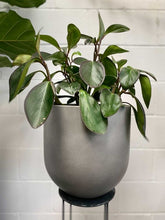 Load image into Gallery viewer, Peperomia Magnolifolia 200mm