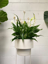Load image into Gallery viewer, Spathphyllum 'peace Lilly'