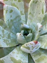 Load image into Gallery viewer, Echeveria Mexican Giant 270mm