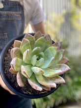 Load image into Gallery viewer, Echeveria Mexican Giant 270mm