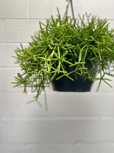 Load image into Gallery viewer, Rhipsalis Grandiflora
