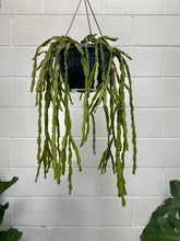 Load image into Gallery viewer, Rhipsalis Paradoxa