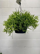 Load image into Gallery viewer, Rhipsalis Grandiflora