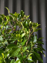 Load image into Gallery viewer, Ficus Microcarpa 'flash' 300mm