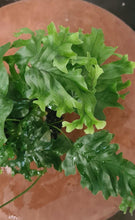 Load image into Gallery viewer, Phlebosia Nicolas Diamond 90mm