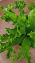 Load image into Gallery viewer, Asplenium 'leslie' 90mm