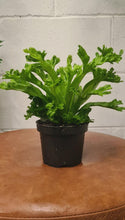 Load image into Gallery viewer, Asplenium 'leslie' 90mm