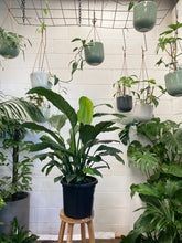 Load image into Gallery viewer, Spathiphyllum 'blue Moon'
