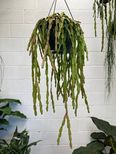 Load image into Gallery viewer, Rhipsalis Paradoxa