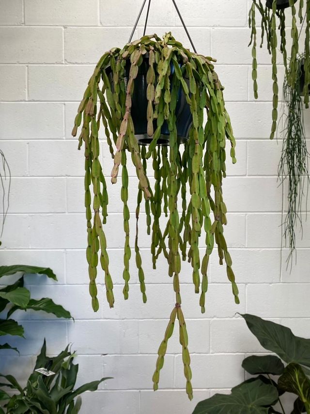 rhipsalis hanging plant Rhipsalis Paradoxa