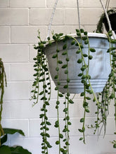 Load image into Gallery viewer, Senecio String Of Tears Hb 200mm