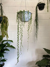 Load image into Gallery viewer, Senecio String Of Tears Hb 200mm