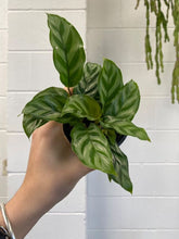 Load image into Gallery viewer, Calathea 'freddy'