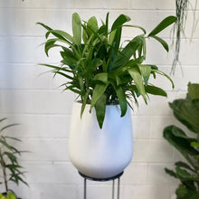 Load image into Gallery viewer, Chamaedorea Seifrizii 200mm