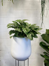 Load image into Gallery viewer, Calathea 'freddy'