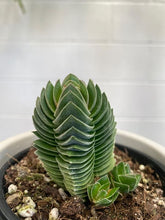 Load image into Gallery viewer, Crassula 'buddhas Temple' 100mm