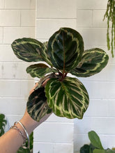 Load image into Gallery viewer, Calathea 'medallion' 100mm