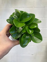 Load image into Gallery viewer, Peperomia Obtusifolia