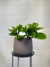 Load image into Gallery viewer, Peperomia Obtusifolia Lemon & Lime 100mm