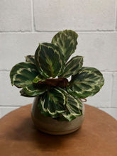 Load image into Gallery viewer, Calathea 'medallion' 100mm