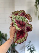 Load image into Gallery viewer, Begonia Rex 100mm