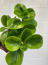 Load image into Gallery viewer, Peperomia Obtusifolia Lemon & Lime 100mm