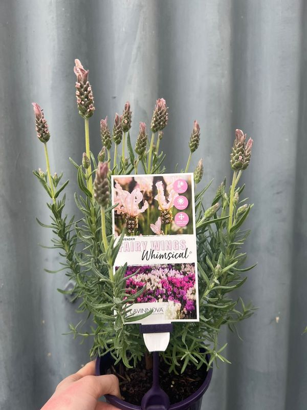 fairy wings lavender plant Lavender 'fairy Wings Whimsical' 140mm